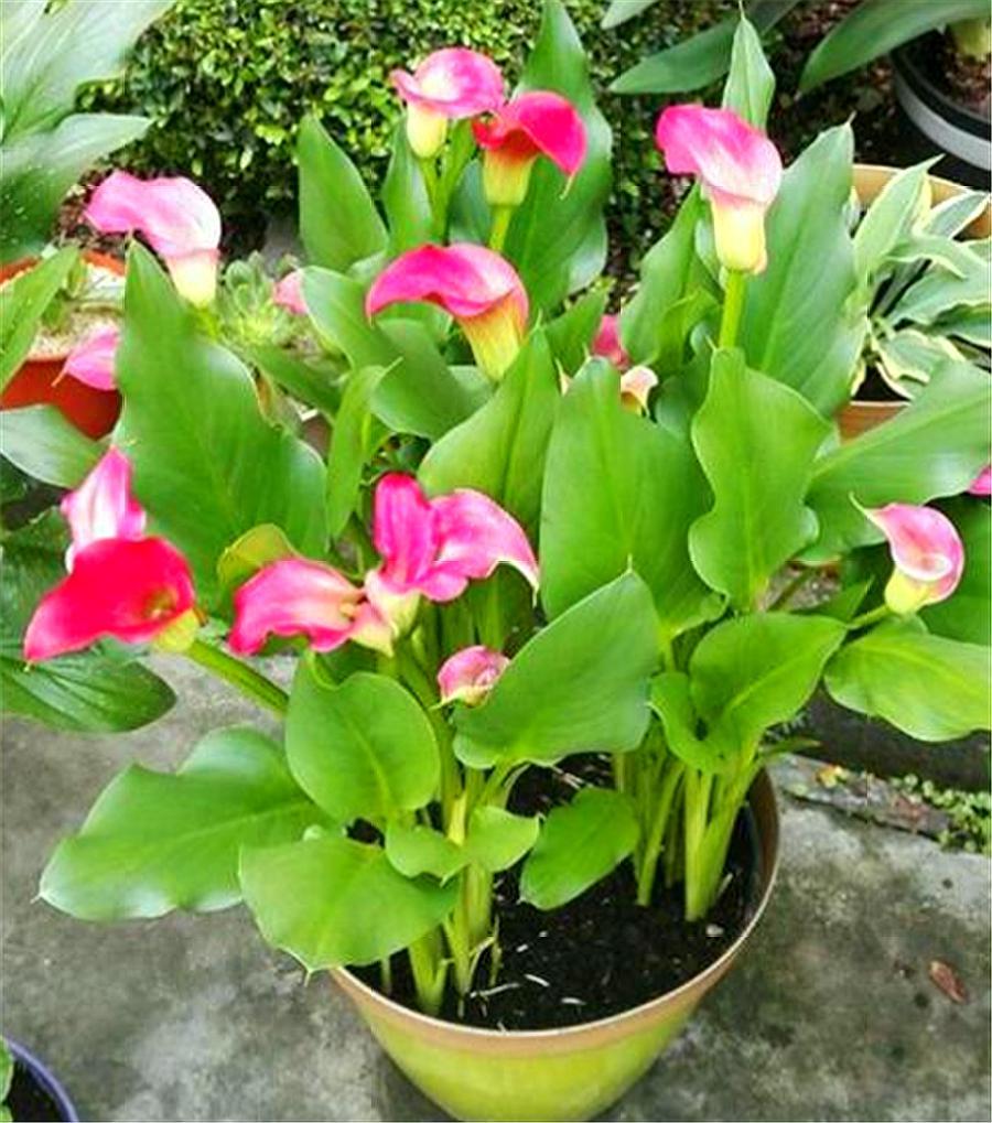 马蹄莲的养护方法快速开花,马蹄莲如何养护开花多