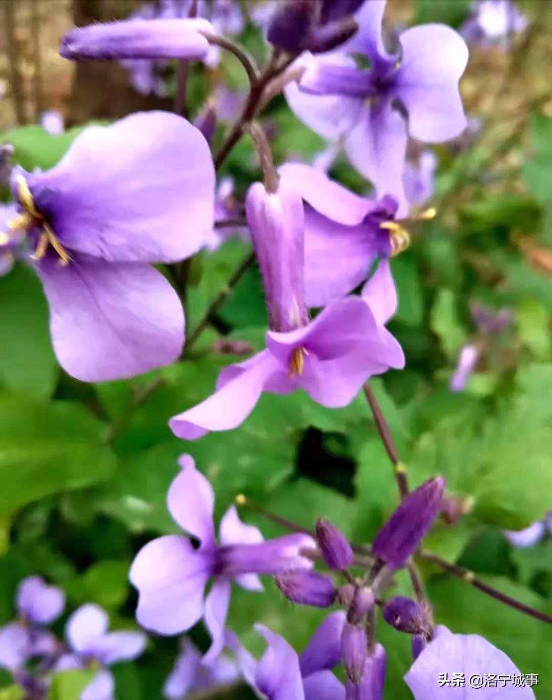 洛阳洛宁张便玲——清明游洛宁滨河公园