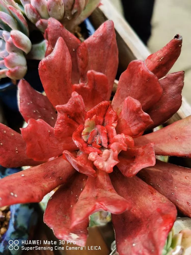 冬日如何更好地养多肉,冬天可以户外养护的多肉