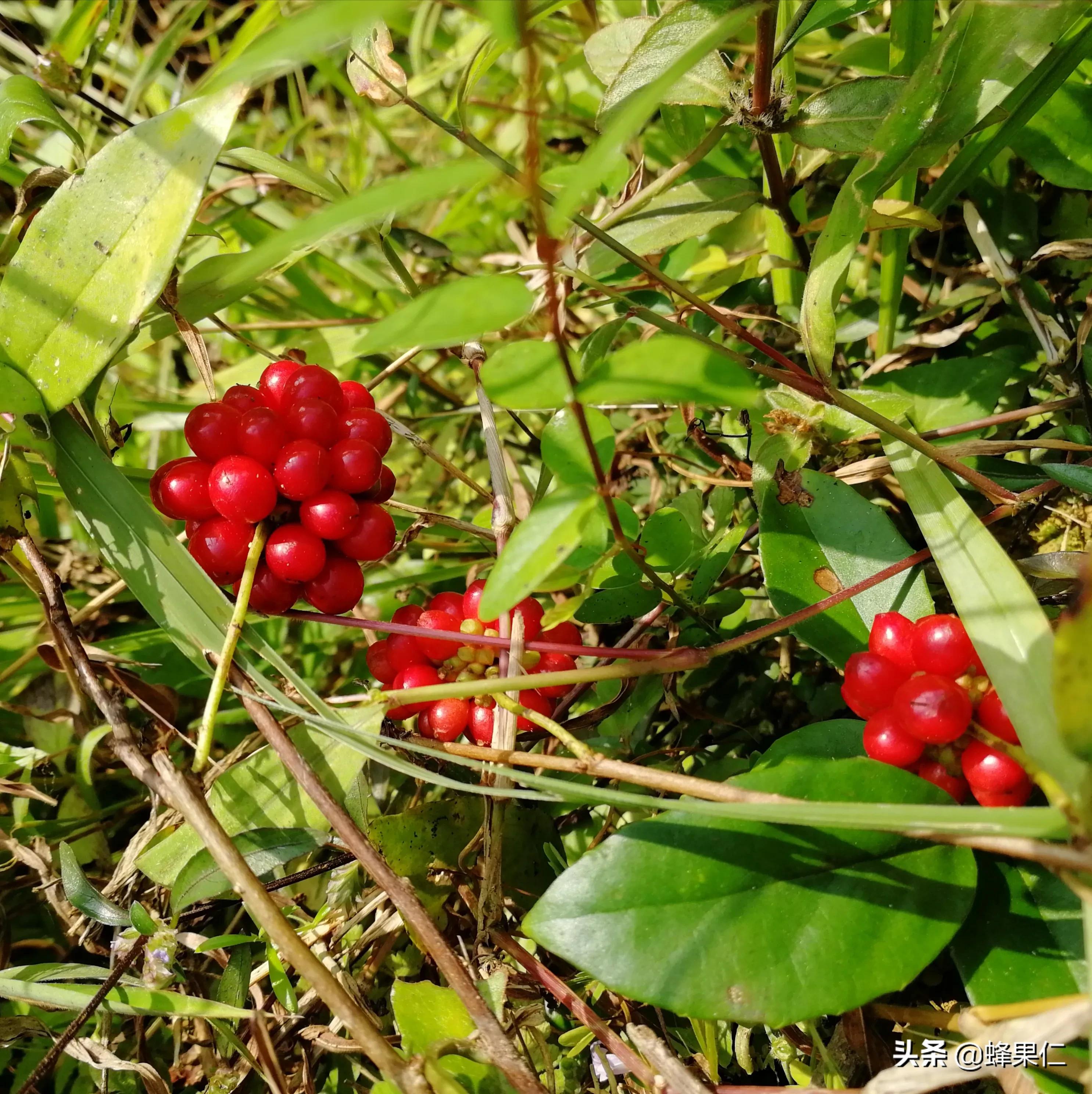 农村的所有野果,农村常见50种野果