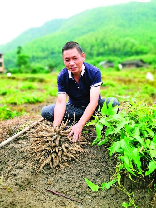 脱贫攻坚中药材种植成致富良方,中药材成了群众脱贫致富宝