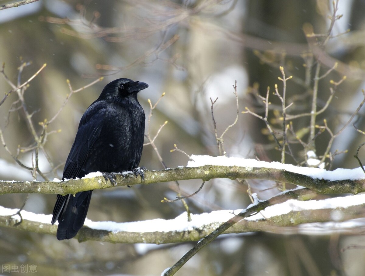 在森林里,狡猾的狐狸用甜言蜜语骗了乌鸦口中的肉
