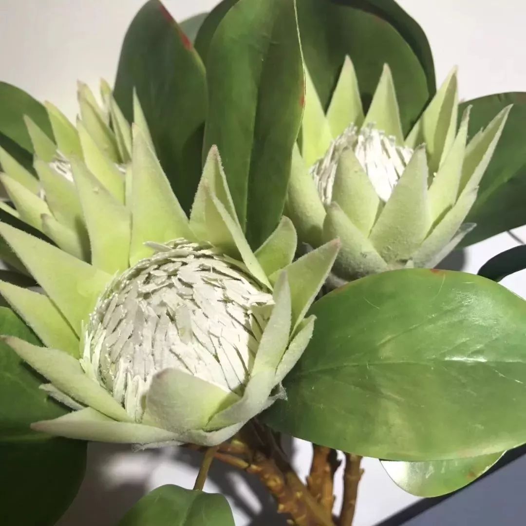 你难道还傻乎乎的认为鲜花比仿真花贵吗？