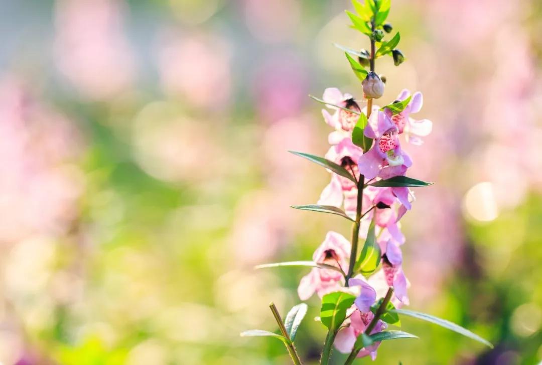 描写春的最美唐诗十首,唐诗中的春天经典诵读