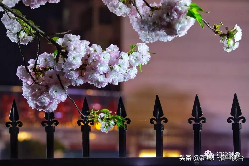 夜樱之魅——河南·新县