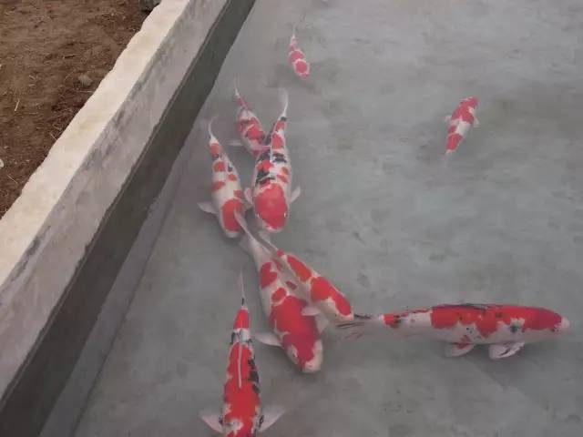 湖南最好的锦鲤养殖基地,湘潭锦鲤养殖