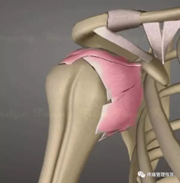 肩周炎的原因与锻炼方法