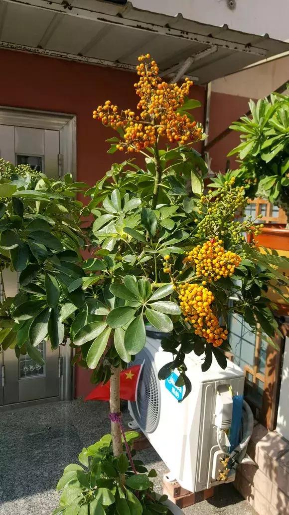 鸭掌木叶子发黄烂根，时刻把握好“养护5点”，叶子翠绿有生机