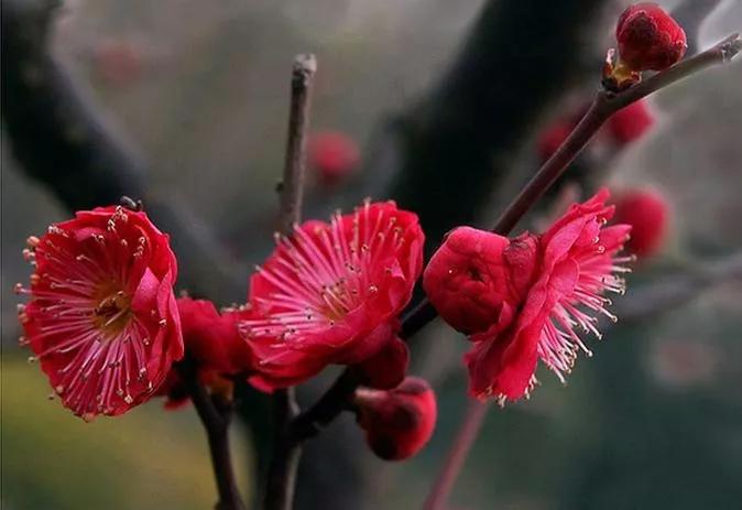 富贵吉祥的植物有哪些,最适合庭院种植的10种吉祥植物