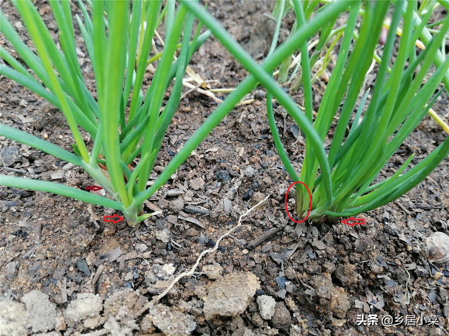四季小香葱长得细怎么办,香葱高温时节怎么管理