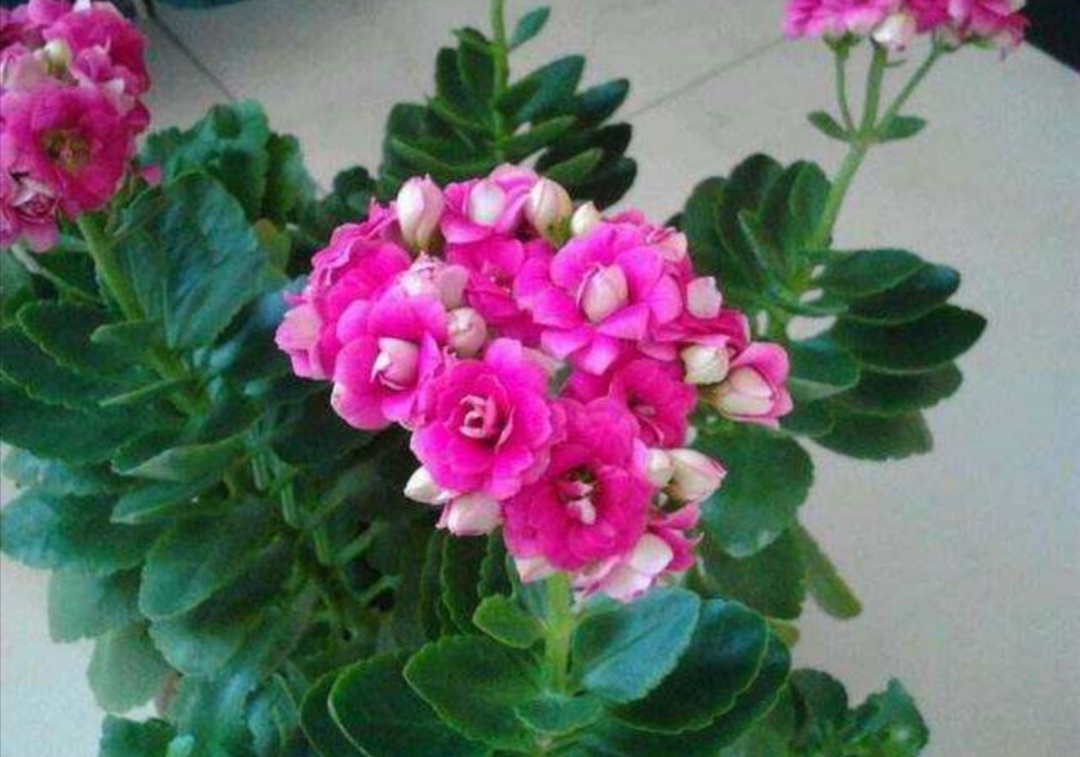 长寿花被烟熏的叶子变白了变软,长寿花水浇太多叶子变软怎么补救