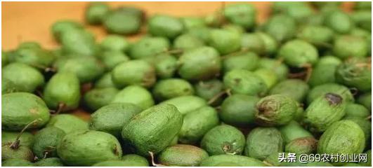 在农村创业九大赚钱项目,农村创业十大赚钱项目