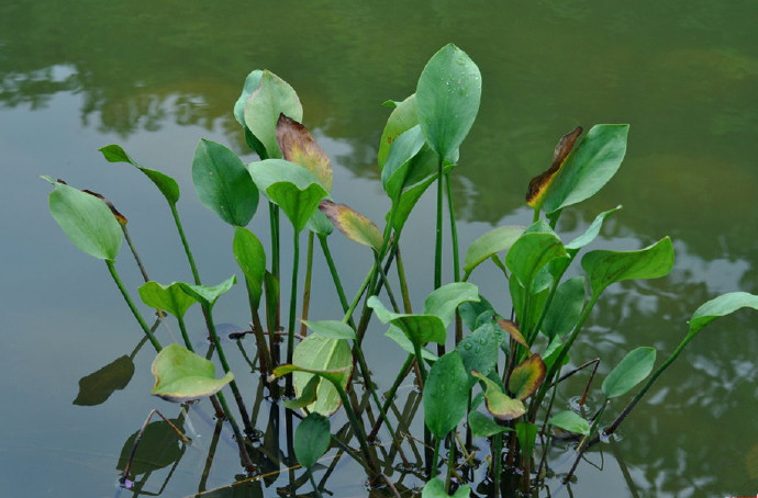 中药药性详细讲解视频,中药药性总论