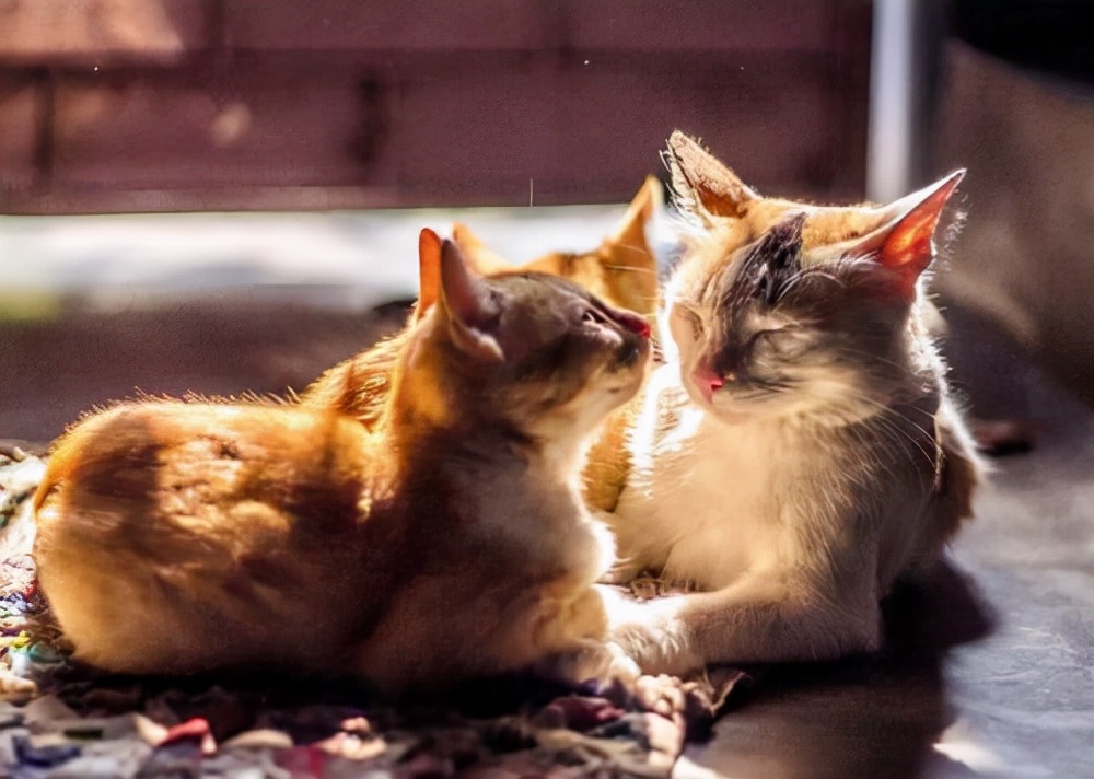 猫咪主动亲吻主人好几次说明什么,猫咪的鼻吻