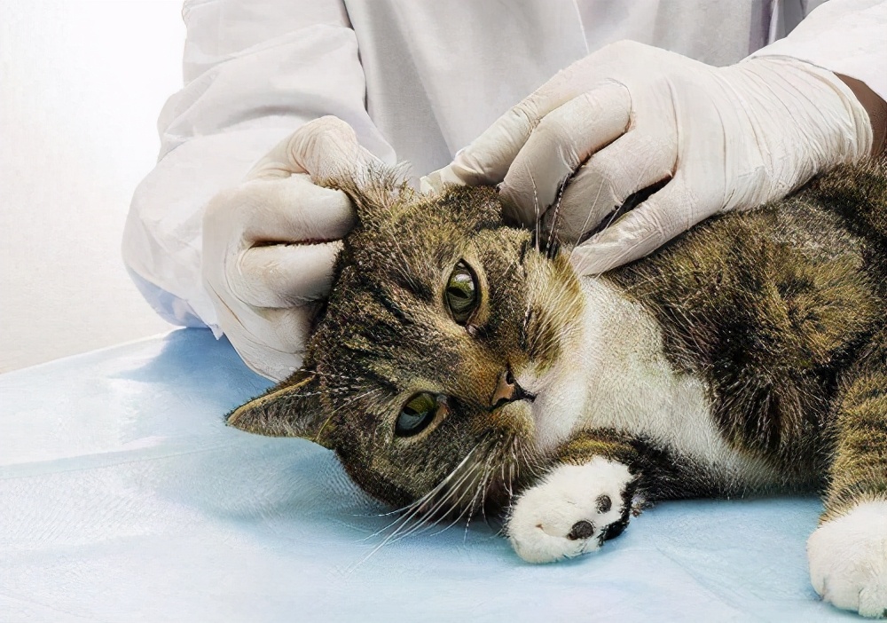猫咪耳螨怎么治疗才能彻底好,猫咪耳螨反复治不好怎么办