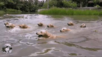 网友让金毛带25只娃，它却想了个馊主意，狗：想累死我呢？