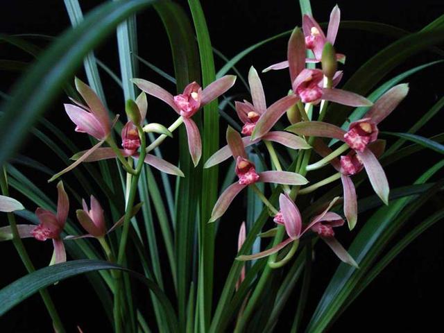 精品玉兰的品种及图片,国兰花朵不艳丽但香气清雅