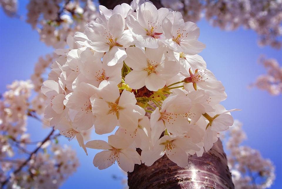 染井吉野是红色还是白色,染井吉野樱花属于早樱还是晚樱