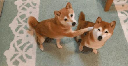 柴犬狗狗真的是通人性的,狗狗柴犬有多可爱呢