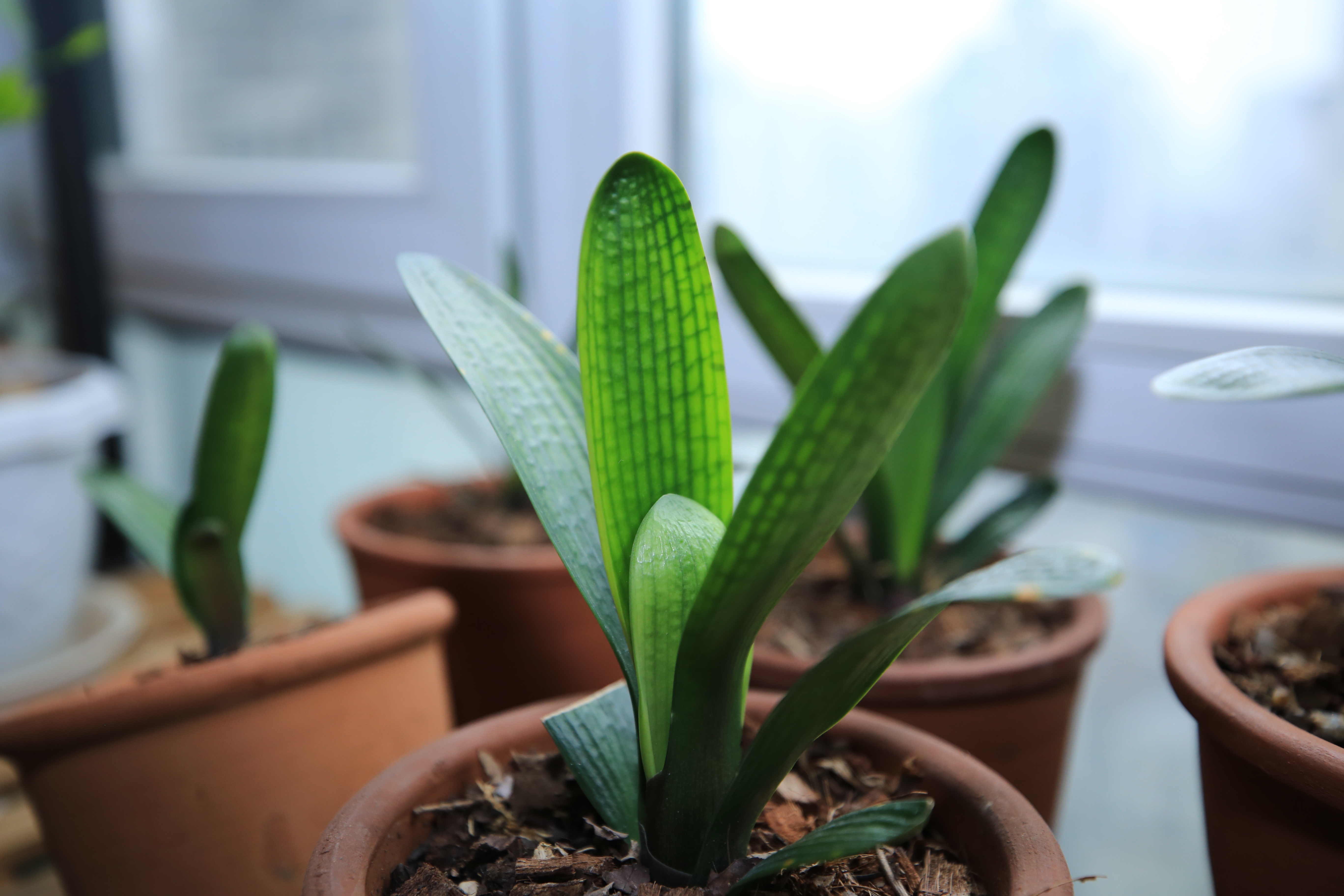 君子兰换盆后可以马上浇定根水吗,君子兰换盆以后几天可以浇定根水