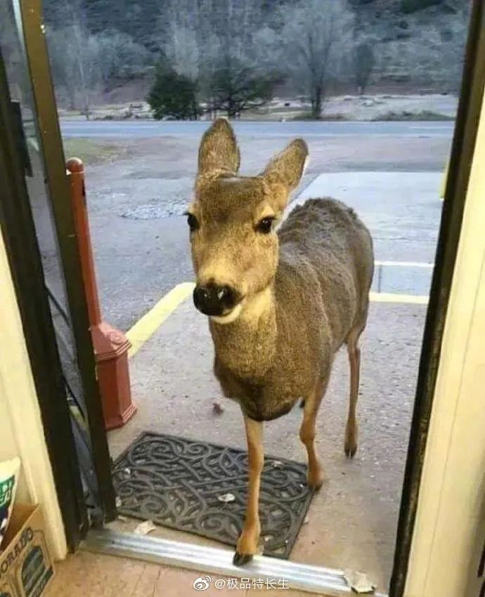 国外笑死人的骚操作,外国网友骚操作