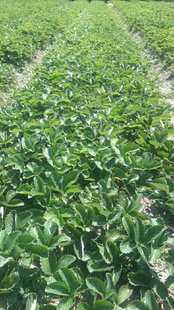 种植技术可以教你在家种草莓吗,头条种植技术分享