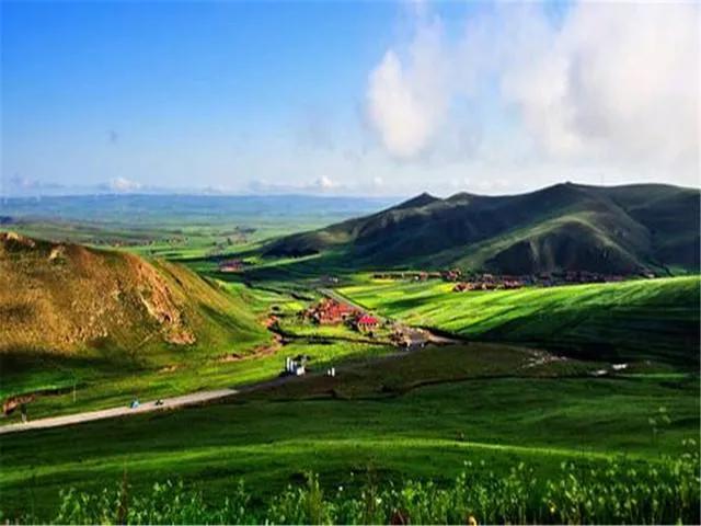 察哈尔醉牛，张北天路草原