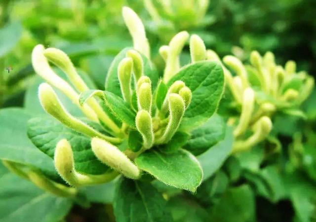 可以泡茶的紫色花有哪些,可以泡茶又香的花