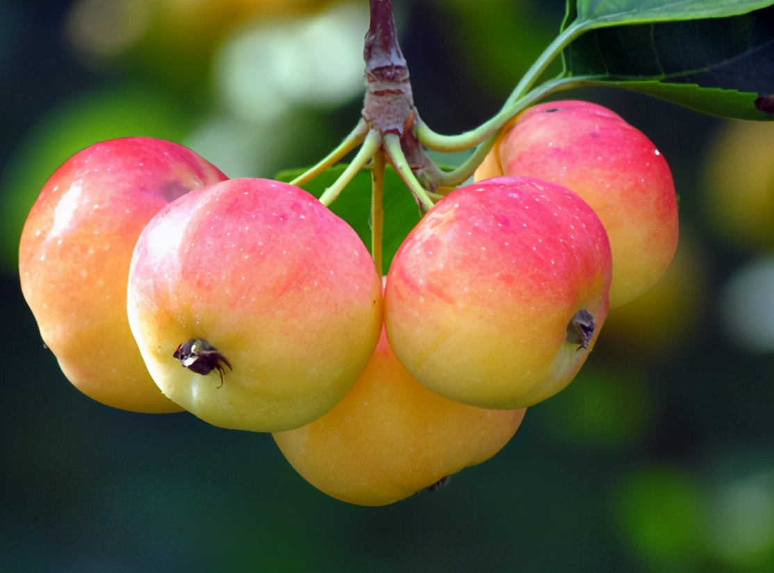 白露节气最佳水果,白露过后应季水果