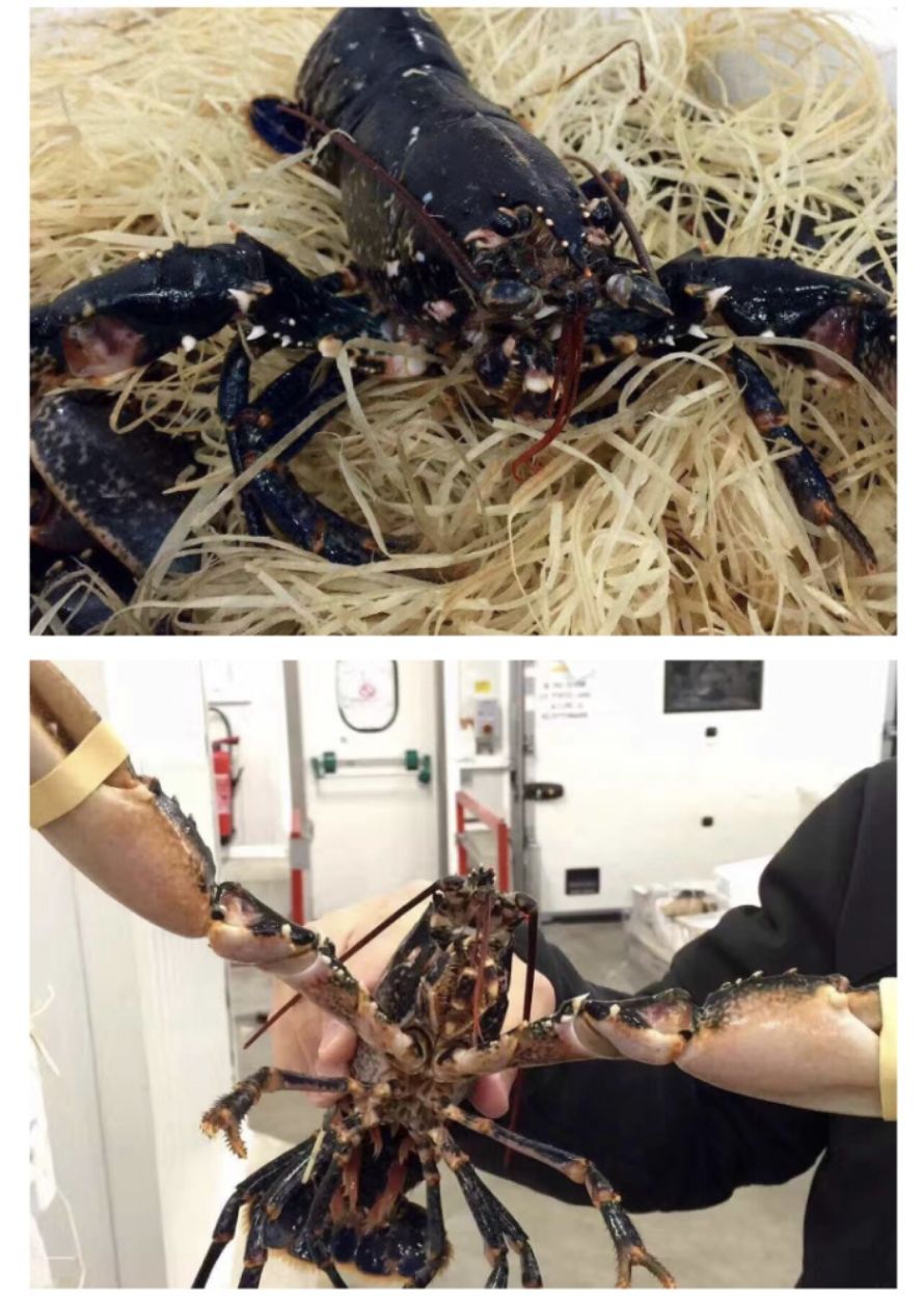 长春生鲜冷链配送,长春蔬果生鲜配送新鲜直达