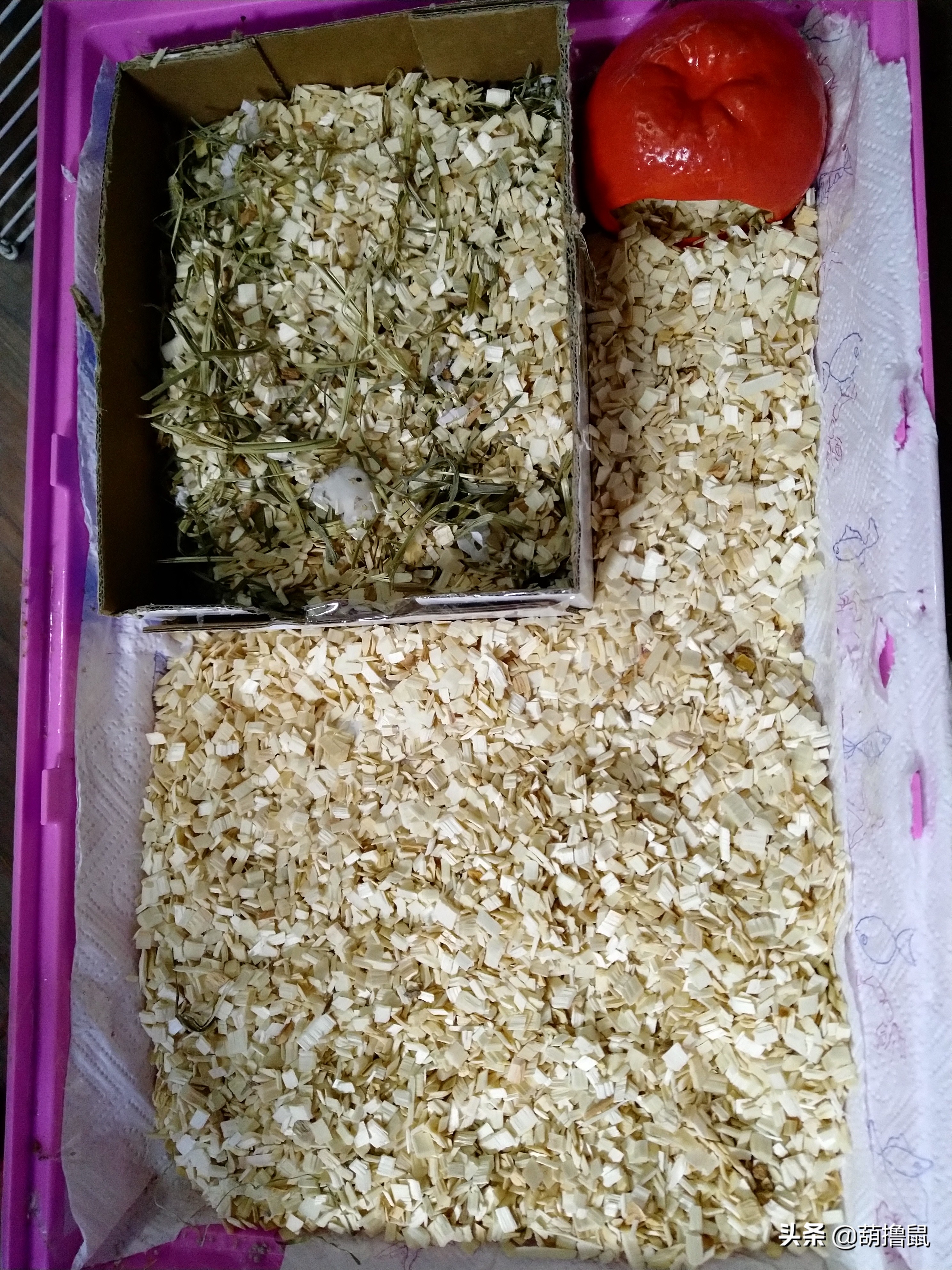 仓鼠繁育注意事项,仓鼠怀孕后的注意事项