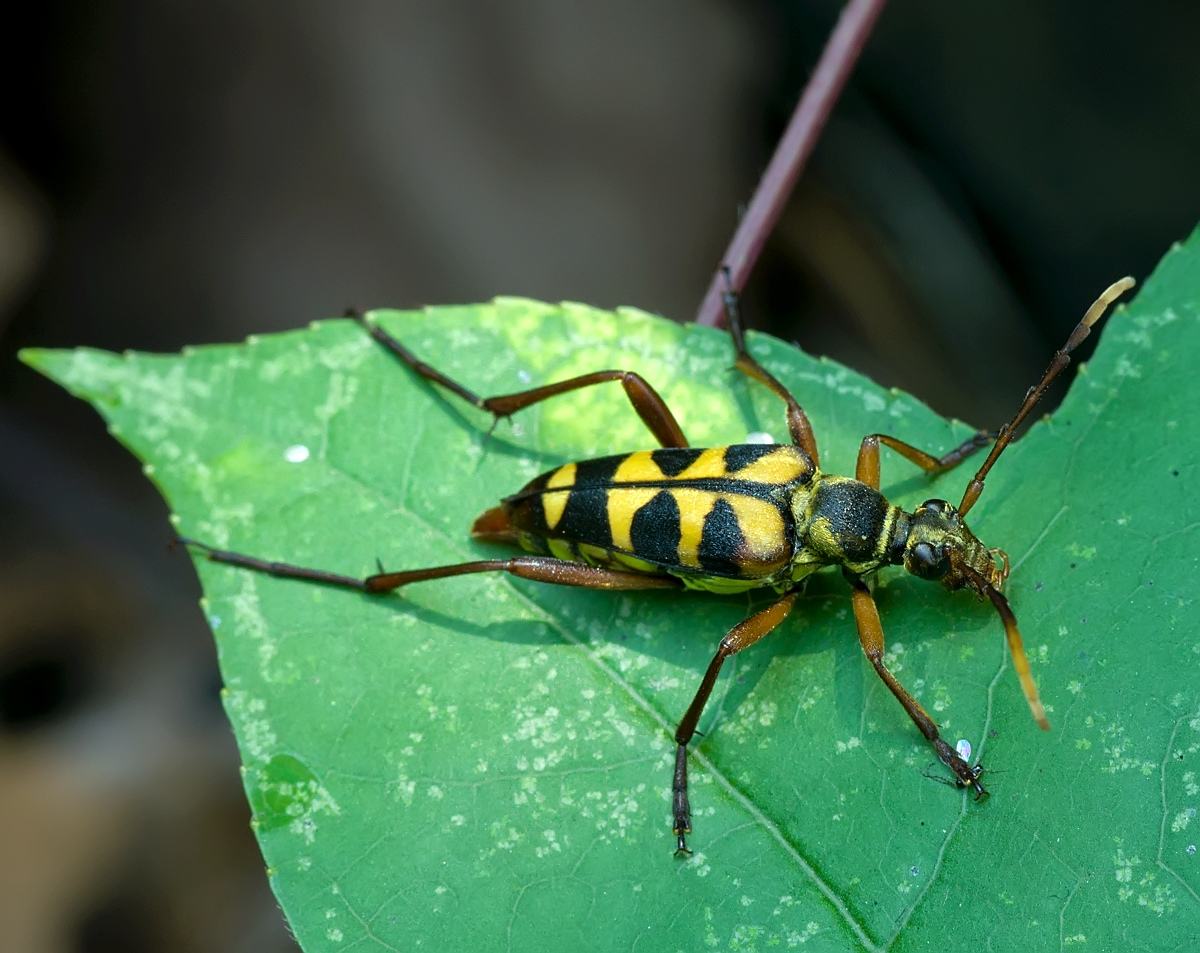 十种奇特的昆虫,这些奇特的昆虫