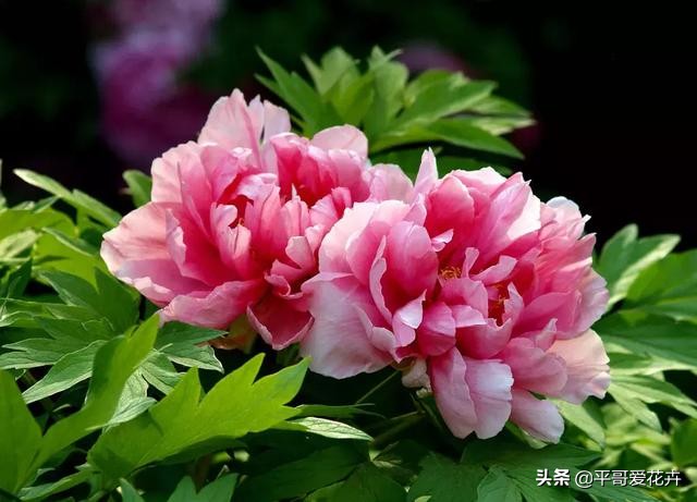 牡丹叶片萎蔫？都是这“4个方面”惹的锅，及时补救还来得及