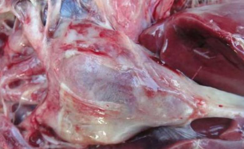 巴氏杆菌病症状和表现,巴氏杆菌病临床