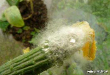 黄瓜灰霉病发生的最适温度是多少,连续阴雨天气怎样预防黄瓜病害