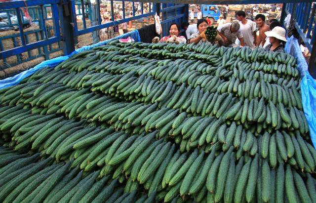 为什么有些黄瓜会发苦,为什么黄瓜有怪味