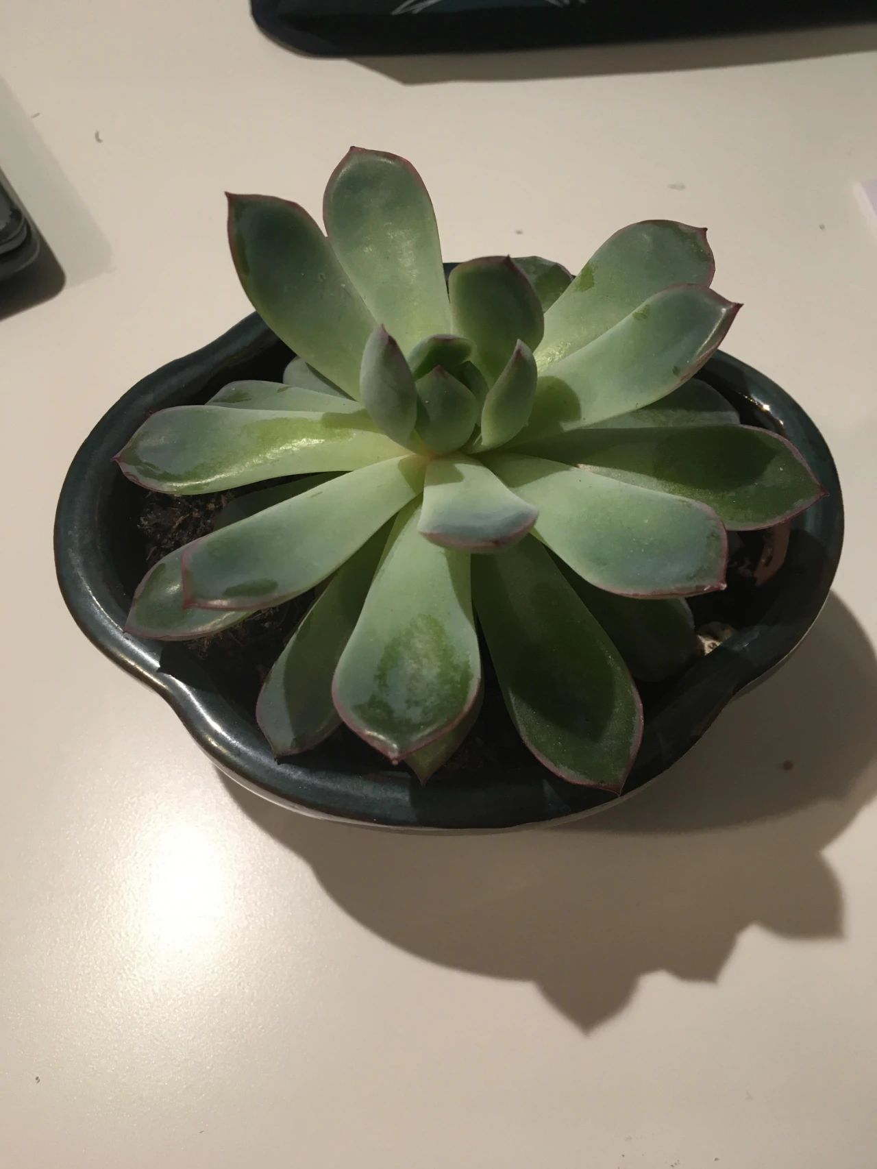 让多肉盆栽蓬勃生长的6个妙招,多肉盆栽夏季怎么养护