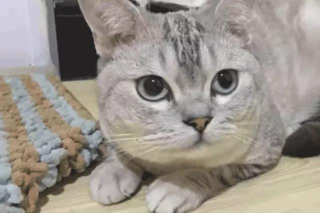 我为什么劝你别学医,在宿舍养猫很后悔