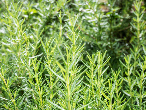 满脸粉刺皮肤油腻不堪,5个方法轻松解决,素颜也像化了妆一样