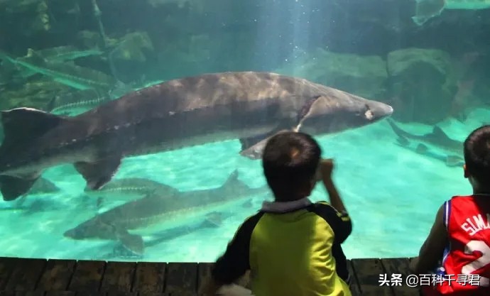 欧鳇的寿命极短,欧鳇是淡水鱼还是海鱼