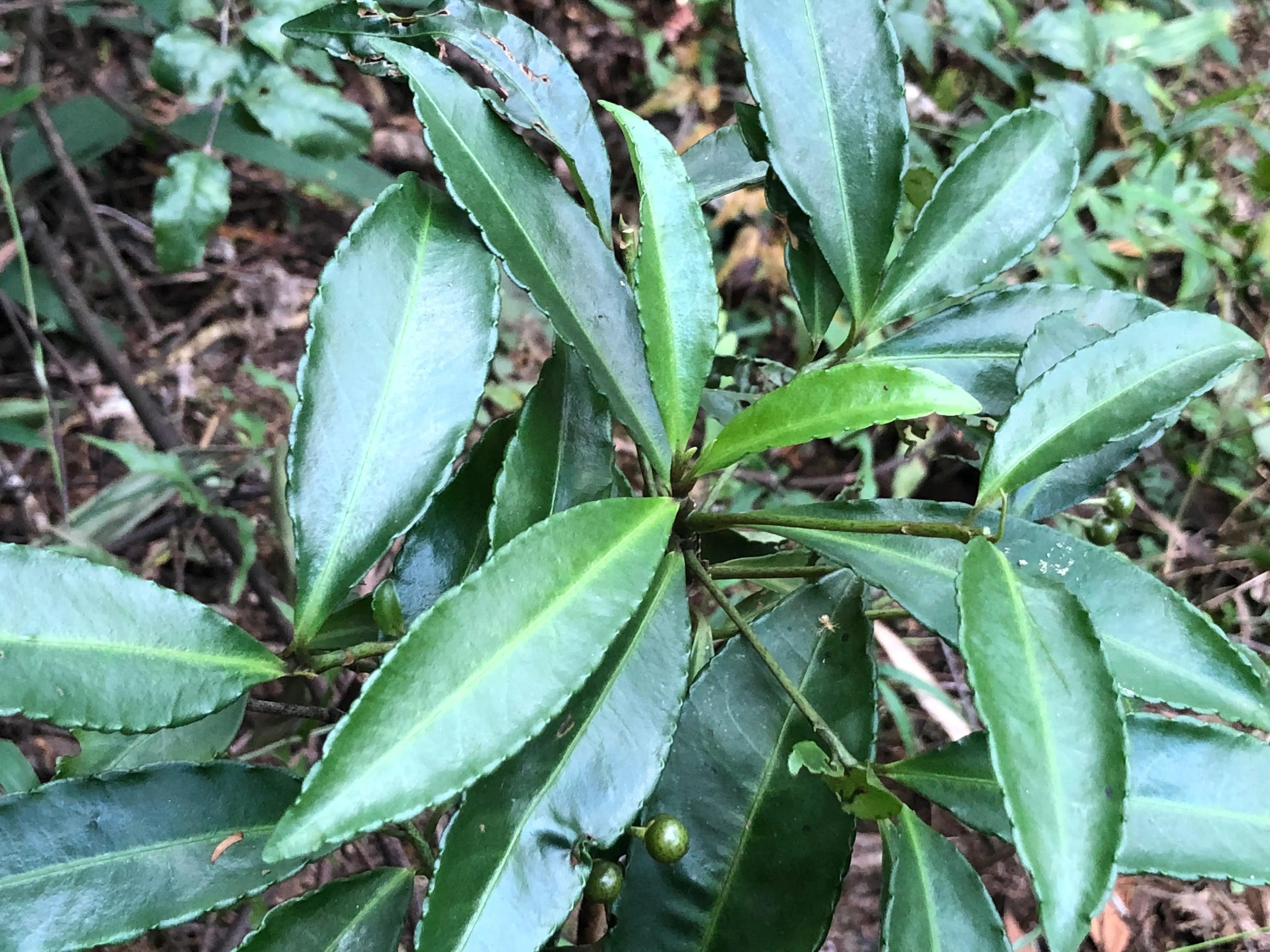 娣卞北鑰佹灄閲庤彍妞嶇墿,鍘诲璁垮北闂寸殑閲庣敓鏈崏妞嶇墿