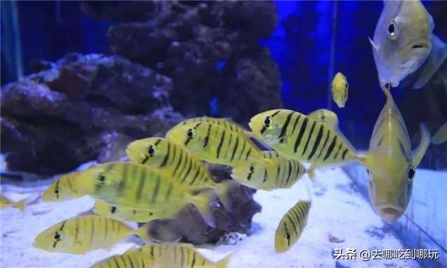 惠州巽寮湾海尚湾畔假日酒店优惠,惠州六悦海尚湾畔酒店