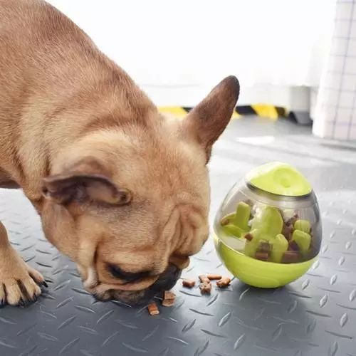 狗狗吃饭不老实教你一招马上纠正,狗狗吃饭太快还护食怎么改正