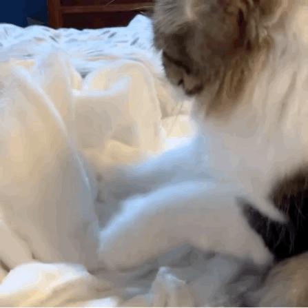 给猫剪指甲指甲劈开了有没有事了,给猫猫剪指甲失误