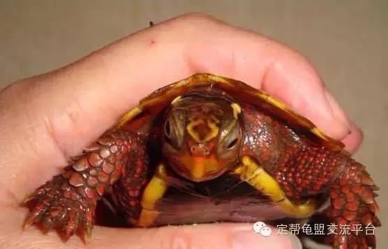 枫叶龟饲养方法,枫叶龟饲养环境怎么弄