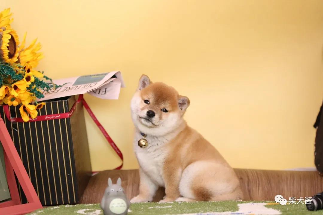 柴犬太瘦怎么增肥,柴犬特别瘦怎么办如何让柴犬变胖