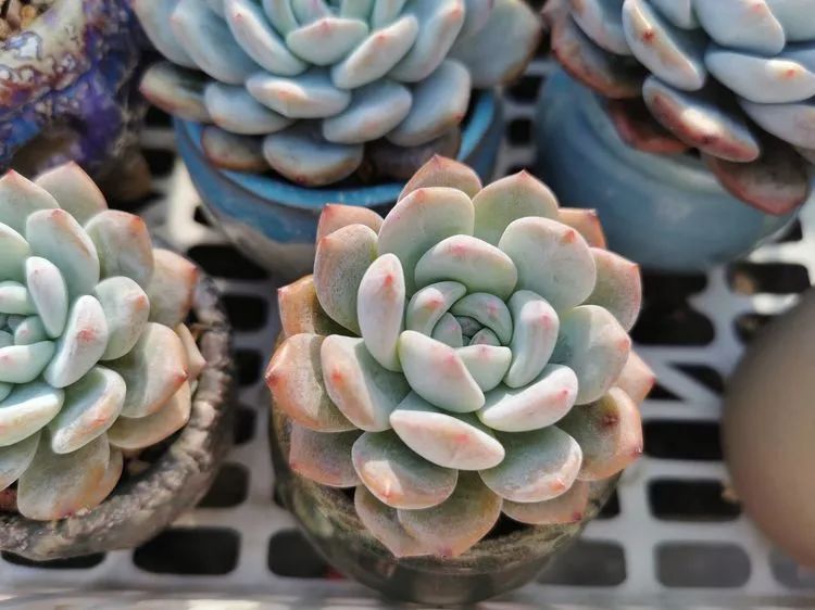 我和多肉,我与多肉