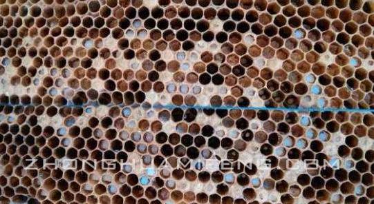 中蜂巢虫新防治,中蜂巢虫生物防治新时代