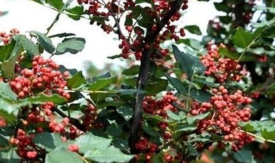 花椒种植的条件和技术,花椒种植靠的是科学技术管理