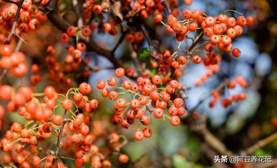 红豆杉怎么才能长得好,红豆杉的盆栽能活吗有毒吗